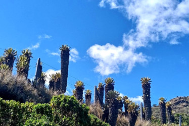 Los frailejones son los guardianes de la vía Manizales – Murillo, un trayecto que atrae a cientos de turistas.