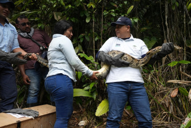 Funcionarios de la Corporación Autónoma Regional del Valle del Cauca (CVC) liberaron una serpiente boa en zona rural de Buenaventura, junto a otros 46 animales silvestres.