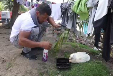 Filomena, el pato que acompaña a un migrante en su ruta de regreso hasta Venezuela