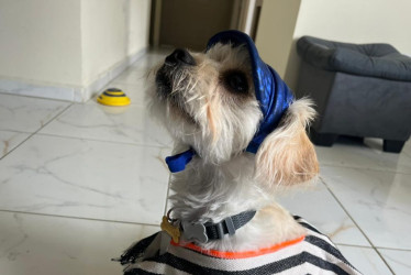 La historia de Mechas, un perro adoptado en Manizales, refleja el impacto positivo de la adopción responsable.