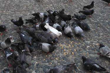 Las palomas son plagas invasoras en  el Centrosur