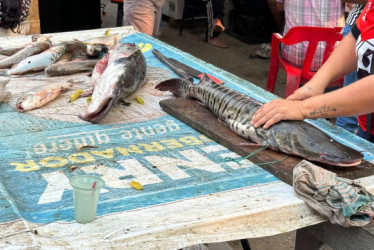 La subienda empieza a sentirse en el río Magdalena, donde los pescadores madrugan para aprovechar la temporada de abundancia. Nicuro, capaz y bagre llegan en mayor cantidad a los mercados de La Dorada. 