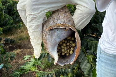Caracol gigante africano hallado en Risaralda (Caldas).