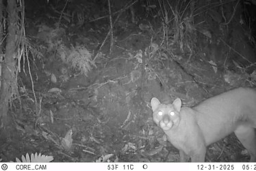 El puma registrado en San Antonio, en el sur del Tolima.