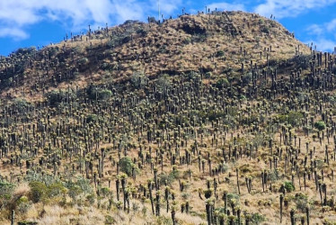 Frailejones en el Parque Nacional Natural Los Nevados, en la vía hacia en Nevado del Ruiz, en Caldas (Colombia).