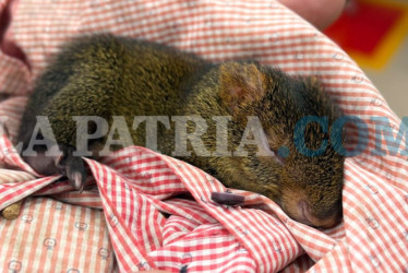 El guatín rescatado es una cría y su rehabilitación tardaría de 2 a 3 meses, para poderlo liberar.