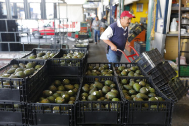 México lidera la exportación de aguacate a Estados Unidos. Su consumo se incrementará por el tradicional guacamole que acompaña el Super Bowl. Colombia compite.