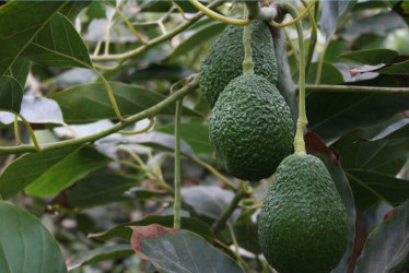 Aguacate