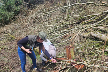 Operativos de la CRQ permitieron el decomiso preventivo de más de mil piezas de guadua extraídas presuntamente sin autorización en el Quindío.