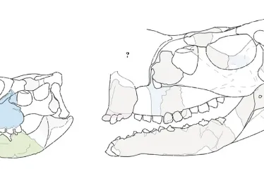 En España encontraron los fósiles de un dinosaurio con alrededor de 50 centímetros de longitud corporal, una altura no mayor a 30 cm y un cráneo de 5,5 cm.