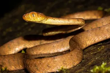 El hallazgo científico amplía el conocimiento sobre la biodiversidad del Pacífico colombiano y resalta el aporte del Eje Cafetero a la investigación ambiental.