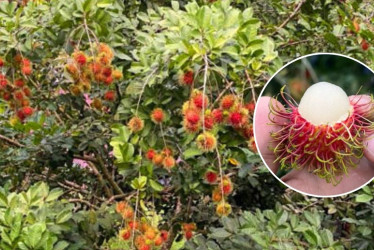 La recolección del fruto del rambután se hace manual con tijera.