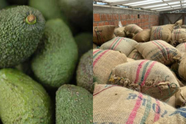  Conozca el comportamiento del clima en Caldas y consejos para el cultivo de aguacate y café