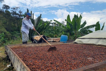  Fotos Cortesía Sena I LA PATRIA  Con el respaldo del Fondo Emprender y el acompañamiento del SENA Caldas, ASOPROBEL consolida un modelo que integra productividad, inclusión social y sostenibilidad ambiental, proyectando al occidente de Caldas como referente nacional en cacao de alta calidad.