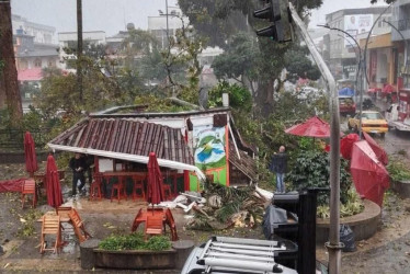 Organismos de socorro retiraron el árbol caído en la Plaza de Bolívar de Calarcá tras el vendaval registrado en la tarde del 17 de febrero.