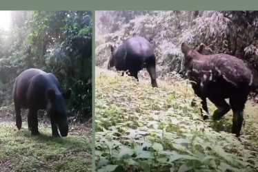 El monitoreo con cámaras trampa permitió registrar 15 dantas de montaña en bosques de Salento y Filandia.