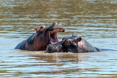 Los hipopótamos estaban dentro de un estanque. Debían disparar dardos tranquilizantes para sacarlos del agua, pero no los podían hacer con dos ejemplares en el mismo sitio.