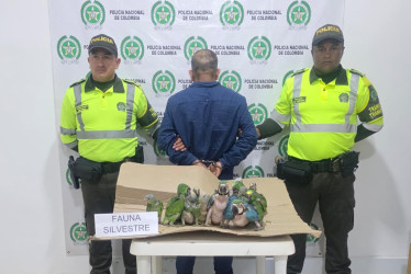 Las aves incautadas quedaron a disposición de la autoridad ambiental, con el fin de garantizar su protección y valoración médica. El capturado quedó en manos de la Fiscalía Local de La Dorada. 