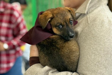 También desde la Gobernación hacen un llamado a la adopción responsable