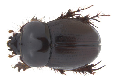 Nuevas especies de escarabajos del género Metopiellus