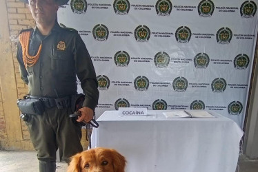 l canino “Max” detectó cocaína oculta en una revista que iba a ser enviada a Madrid.