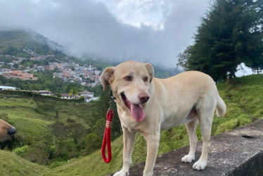 Él es Toby, la mascota que con su fallecimiento causa tristeza entre los integrantes del Cuerpo de Bomberos Voluntarios de  Pensilvania (Caldas).