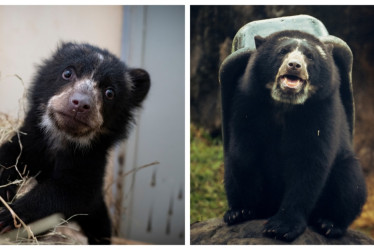 El oso andino que llegó desnutrido y hoy simboliza la recuperación en Ukumarí