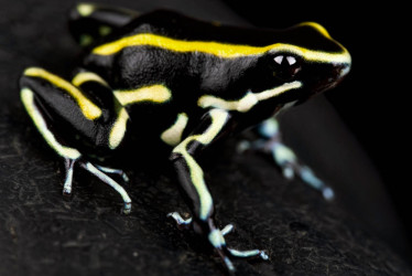 La desaparición de hormigas pone en riesgo a una especie venenosa