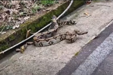 La boa constrictora (Boa constrictor) 