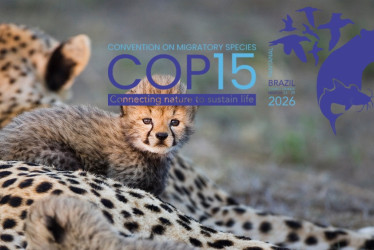 Tiburones y hienas: la COP15 realizada en Brasil evalúa incluir 42 nuevas especies migratorias bajo protección