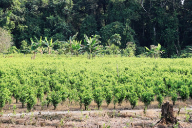 La coca sigue siendo sustento de campesinos en Colombia pese a bajos precios y sustitución de cultivos