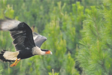 Bosques que enseñan, protegen y conectan: Biodiversidad en el Eje Cafetero