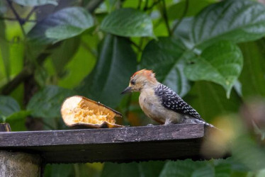 El evento que muestra el 47 % de las aves de Colombia está en Risaralda