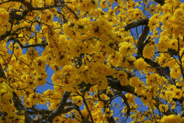 Los guayacanes están en temporada de floración y visten de amarillo el Paisaje Cultural Cafetero. Fotografías de Salamina, Riosucio y Anserma (Caldas), como esta, lo confirman.