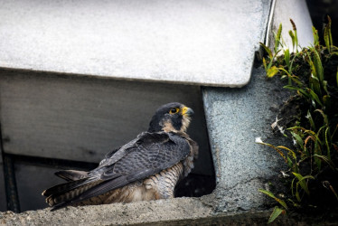 Juan Carlos Cano fotografió el 6 de febrero el halcón peregrino (Falco peregrinus) en el Parque de la Mujer de Manizales. 