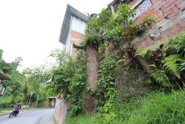 Piden la poda de un tronco en el barrio Comuneros