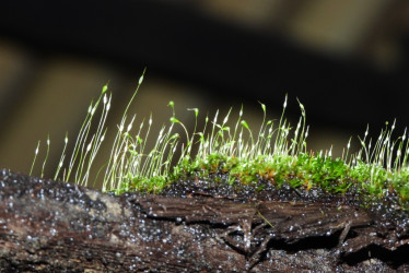 Investigadores destacan que estas pequeñas plantas ayudan a medir cambios ambientales y conservar el equilibrio natural.