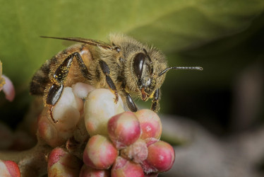 El tamaño si importa: las abejas bailan mejor cuanto más público tienen en la colmena
