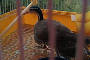 El ave zambullidor tiene pocos registros en Caldas. Suele habitar zonas de humedal.