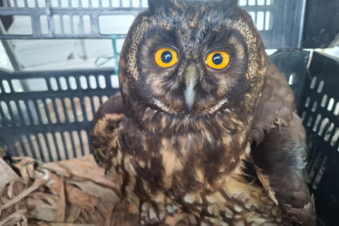 Un campesino encontró el búho y lo entregó a las autoridades en Chinchiná.