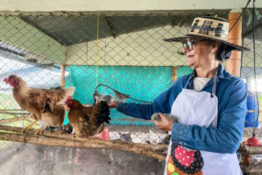 FOTOS I Cortesía Sena para LA PATRIA  Carmen Elvira Mendivelso Forero lidera Huevos Peñola S.A.S. en Victoria (Caldas), un emprendimiento avícola fortalecido con recursos de Fondo Emprender del Sena.
