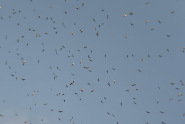 El registro de los gavilanes migratorios en San Daniel (Pensilvania).