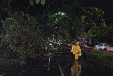 En el sector de la Villa en Pereira un árbol cayó un árbol que lesionó a un adulto. Lo remitieron a clínica. 