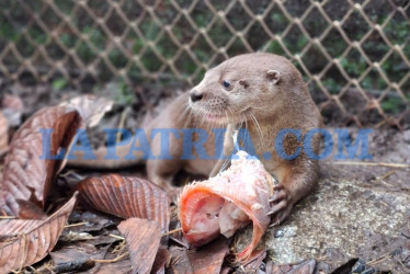 La nutria debió aprender a cazar y consumir pescado, como requisito para su liberación.