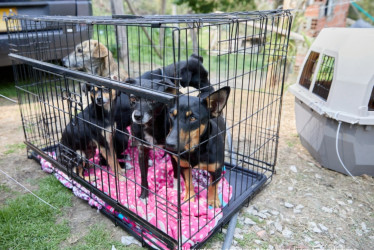 Estos son algunos de los perros rescatados. Autoridades capturaron a 13 personas por peleas de perros en La Calera: hallaron 12 animales heridos.