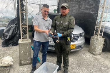 Entre los resultados se destaca la recuperación de 18 especies de fauna silvestre, entregadas a Corpocaldas.