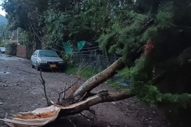 Equipos de emergencia trabajaron en la remoción de árboles y evaluación de daños tras el vendaval en Salento.