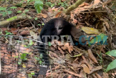Los cuatro animales recuperaron sus condiciones de salud y regresaron a los bosques de Caldas.