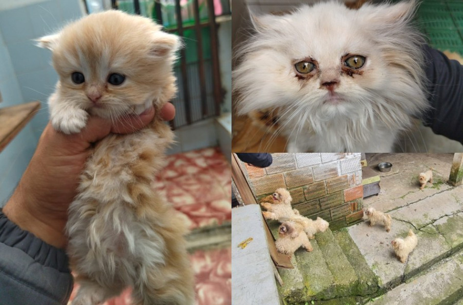 Mascotas rescatados en vereda de Manizales