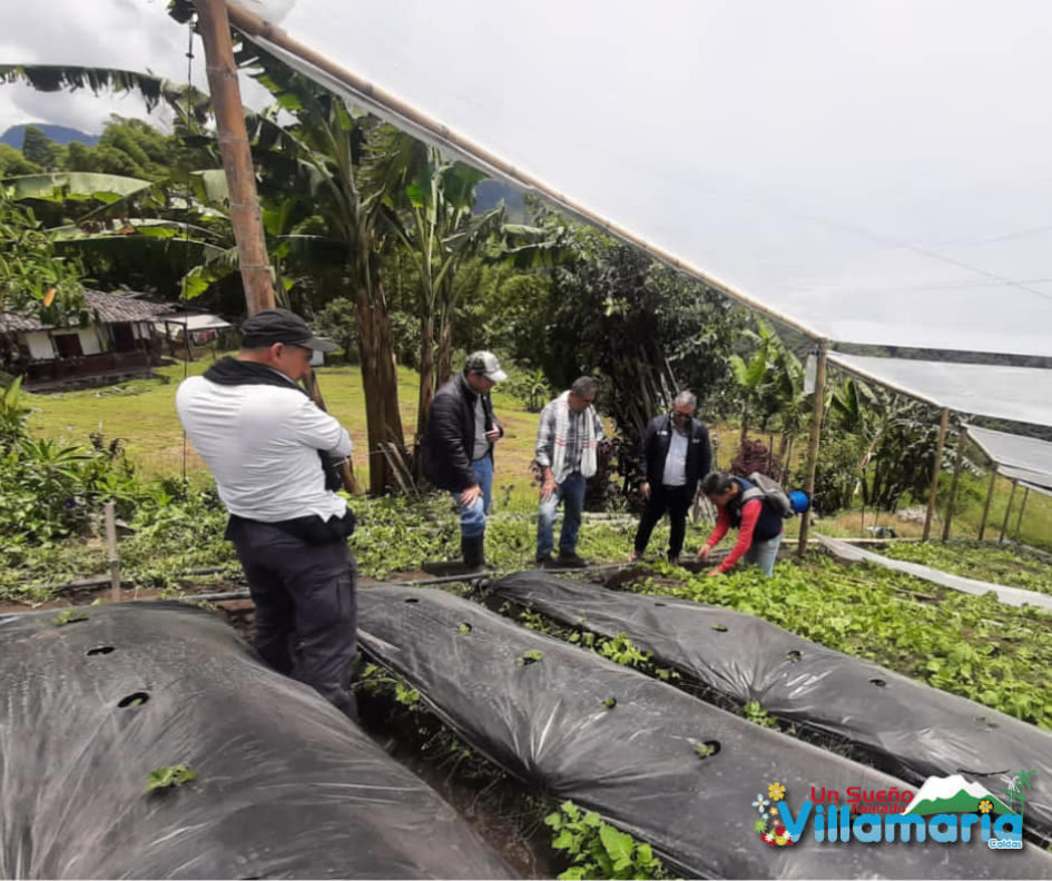 Productores agrícolas de Villamaría consideran que les fue regular este año y que el invierno aguó buena parte de las cosechas.